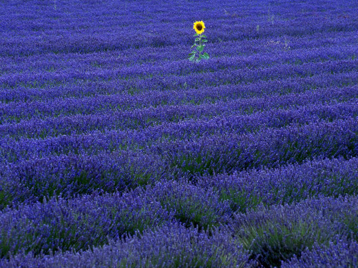 426230 (a): :1600x1200